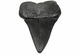 Fossil Broad-Toothed Mako Tooth - South Carolina #212039-1